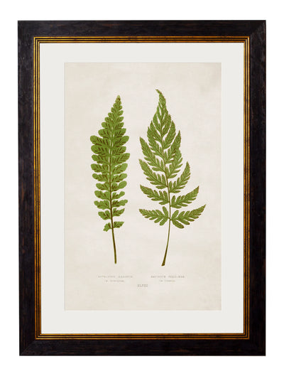 C.1864 Collection of British Ferns - Aurina Ltd