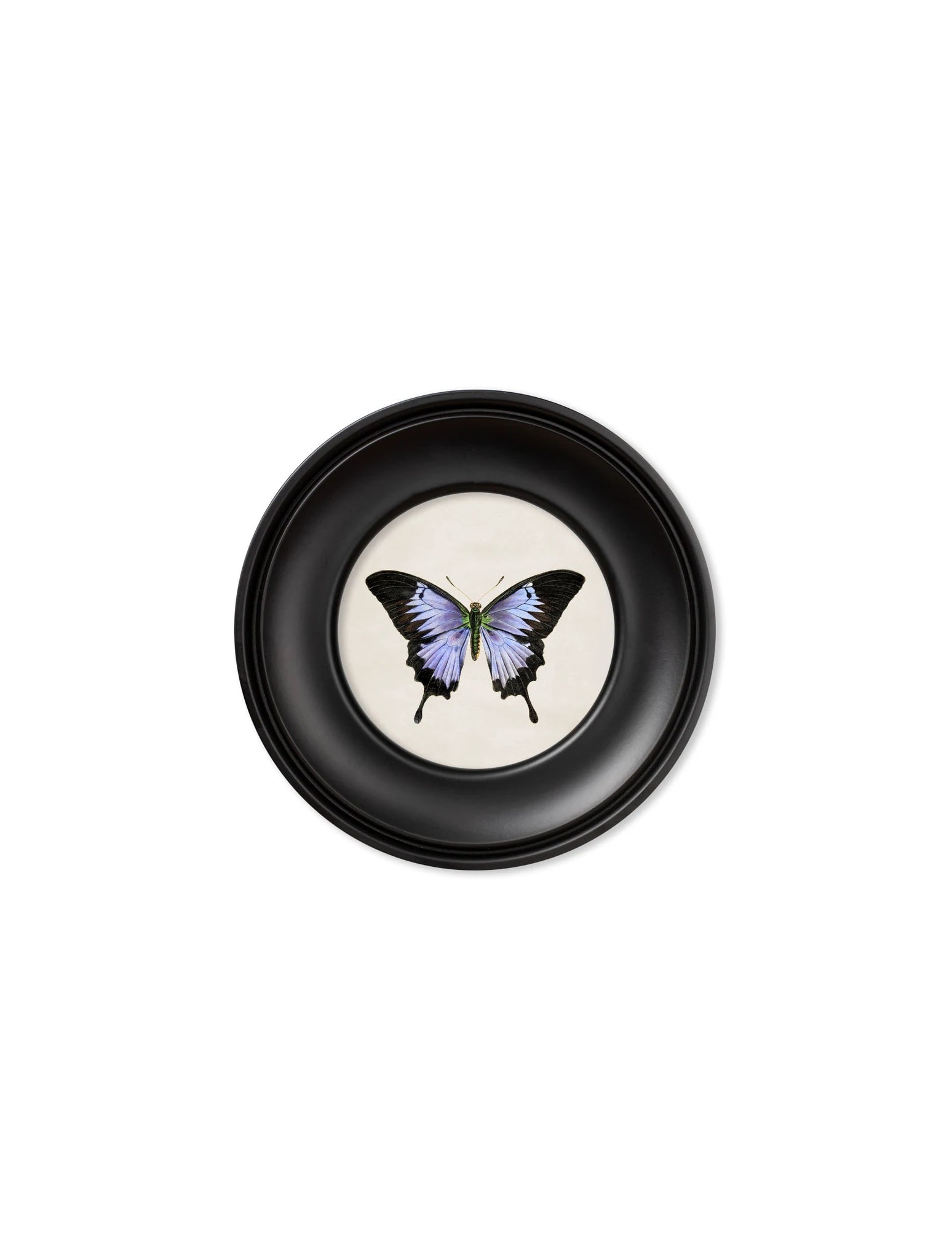 C. 1835 COLLECTION OF BUTTERFLIES IN SMALL ROUND FRAMES - Aurina Ltd