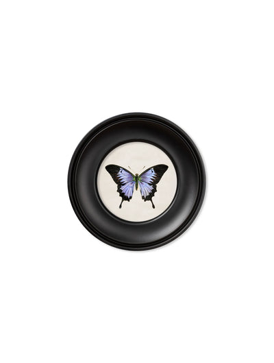 C. 1835 COLLECTION OF BUTTERFLIES IN SMALL ROUND FRAMES - Aurina Ltd