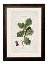 C.1819 Study of British Leaves and Pine Cones - Aurina Ltd