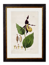 C.1837 British Flowering Plants - Aurina Ltd