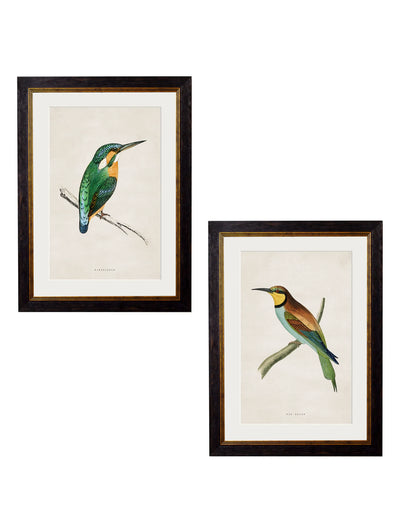 C.1870 Kingfisher and Bee Eater - Aurina Ltd