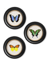 C. 1835 TROPICAL BUTTERFLIES ROUND FRAMES - Aurina Ltd