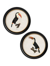 C.1809 Toucans - Round Frame - Aurina Ltd