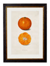 C.1886 Study of Citrus Fruits - Aurina Ltd