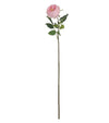 Pale Pink Portland Rose - Aurina Ltd