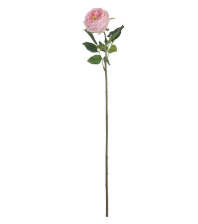 Pale Pink Portland Rose - Aurina Ltd