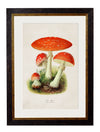 C.1913 Fly Agaric - Aurina Ltd