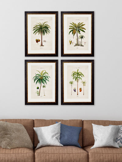 C.1843 Studies of South American Palm Trees - Aurina Ltd