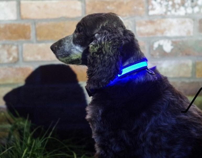 Illuminated Pets Light Up Collar - Aurina Ltd