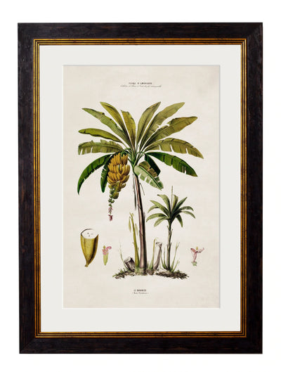 C.1843 Studies of South American Palm Trees - Aurina Ltd