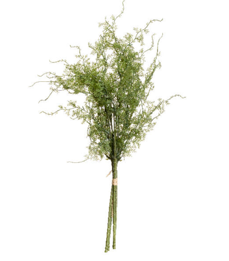 Asparagus Fern Bunch - Aurina Ltd