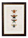 C. 1892 BEES AND WASPS - Aurina Ltd