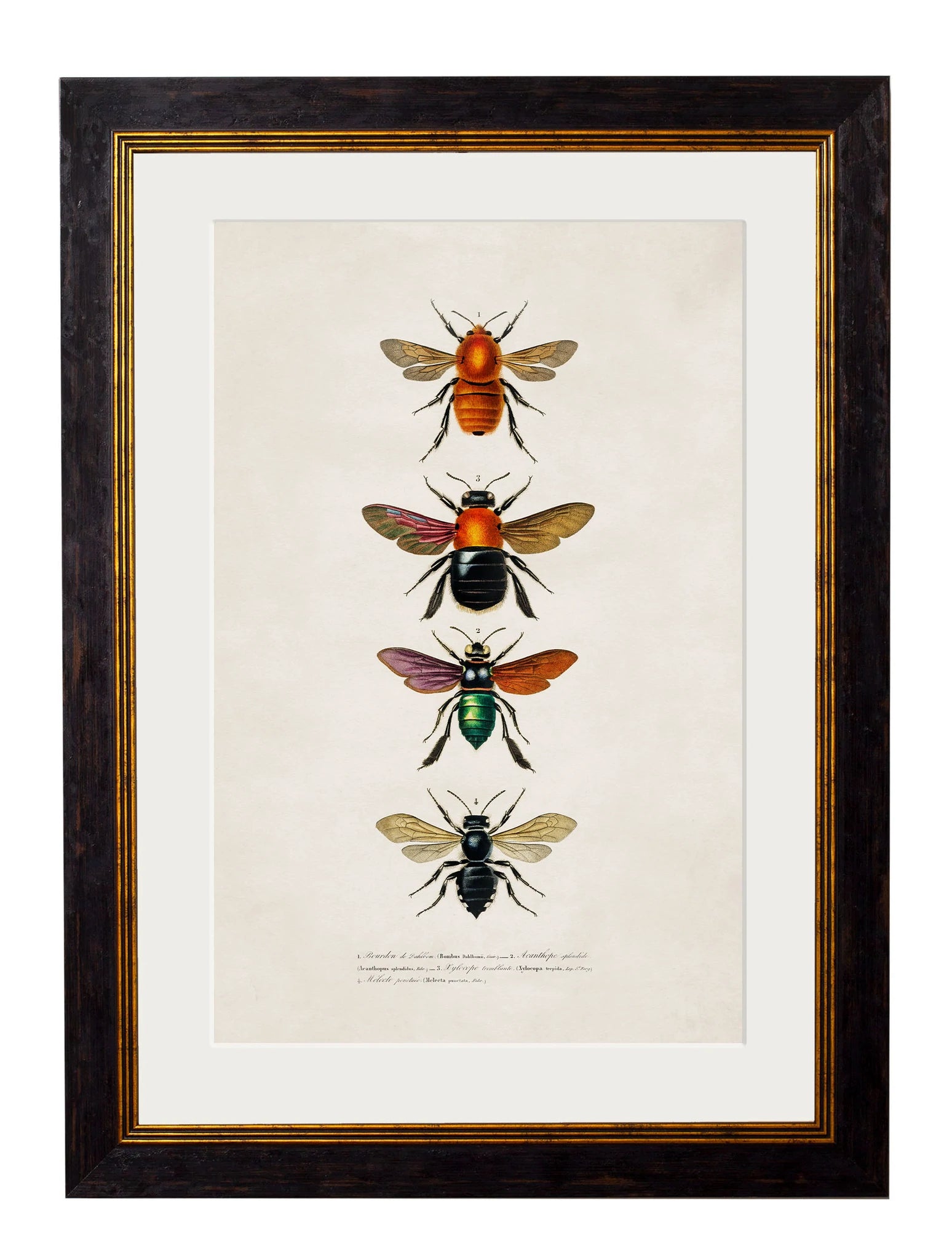 C. 1892 BEES AND WASPS - Aurina Ltd