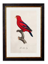 C.1800’s Collection of Parrots - Aurina Ltd