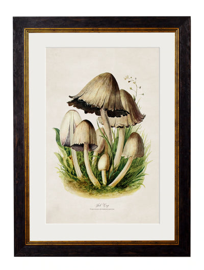 C.1913 Edible Mushrooms - Aurina Ltd