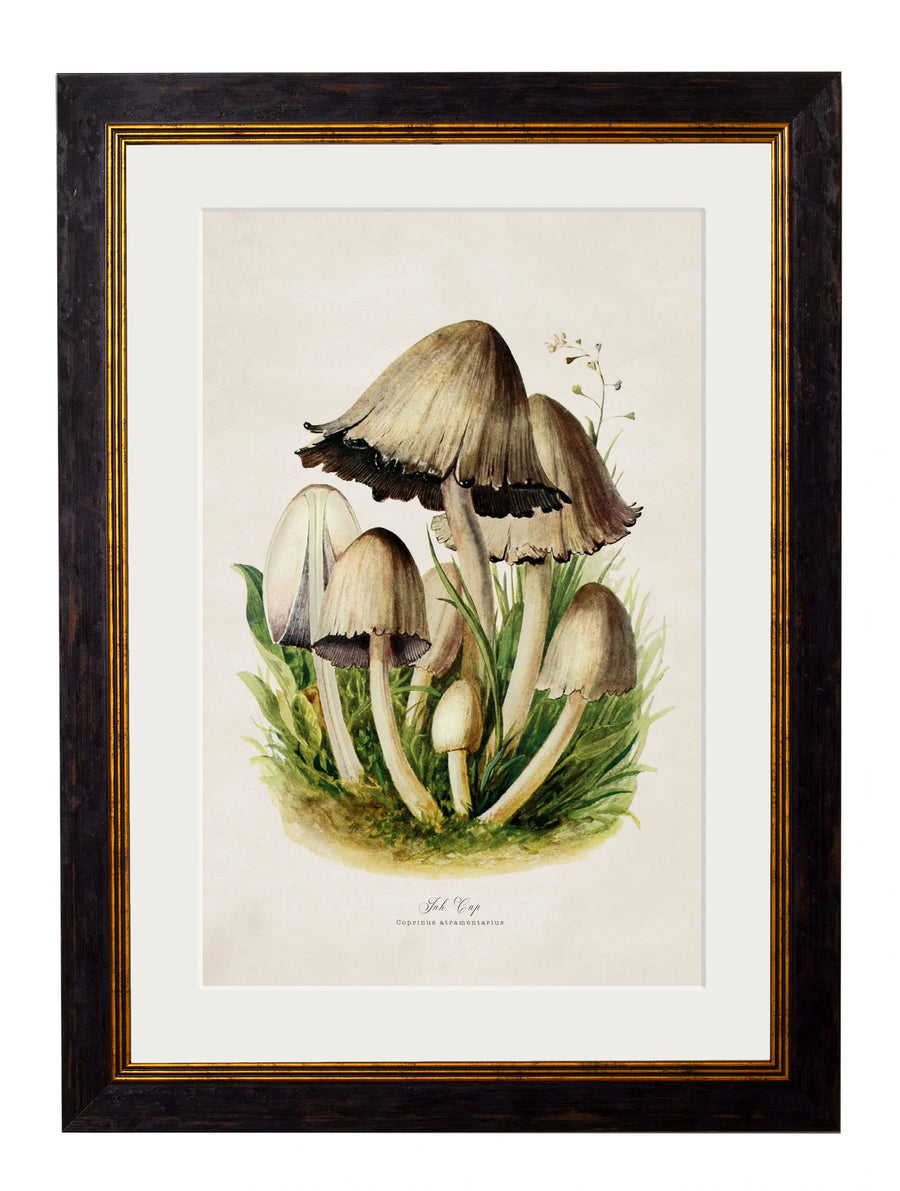 C.1913 Edible Mushrooms - Aurina Ltd