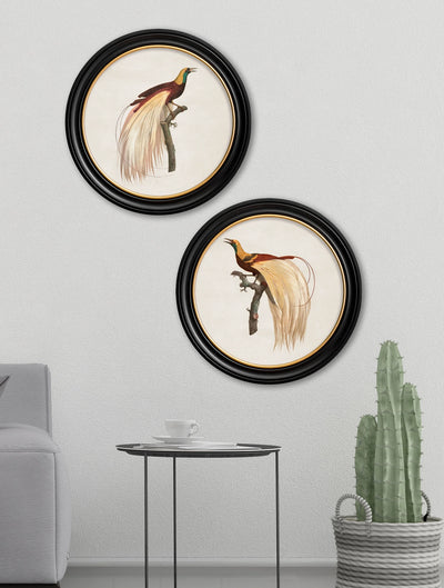 C.1809 Birds of Paradise - Round Frames - Aurina Ltd