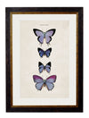 C.1835 BUTTERFLIES - Aurina Ltd