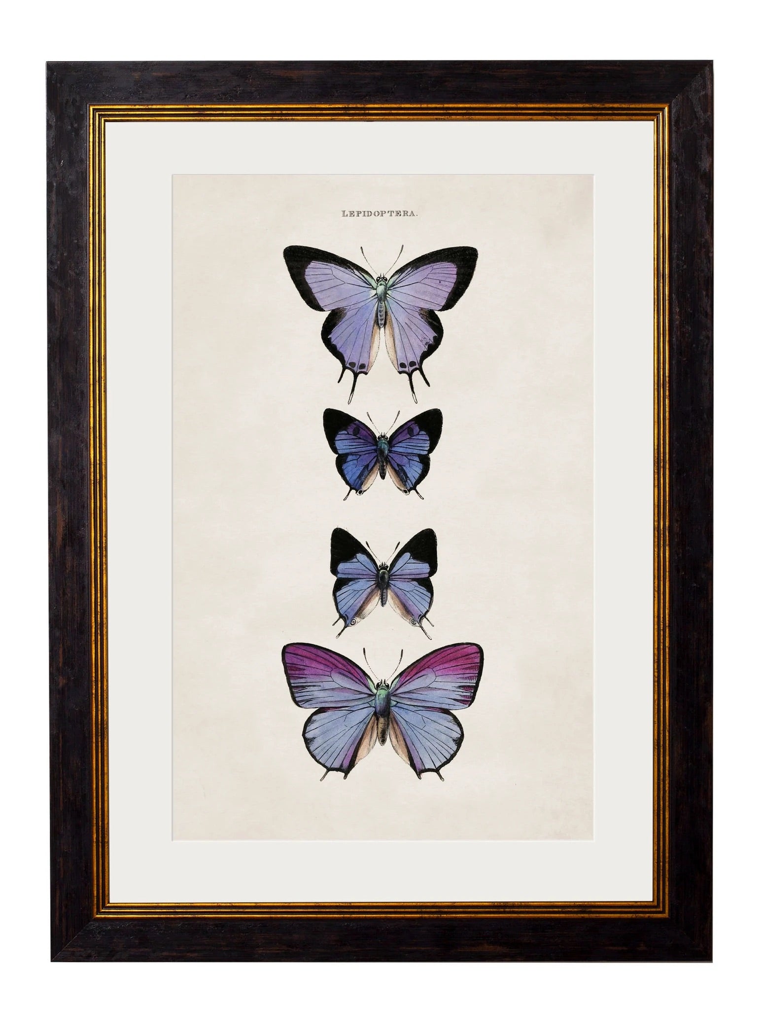 C.1835 BUTTERFLIES - Aurina Ltd
