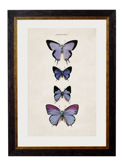 C.1835 BUTTERFLIES - Aurina Ltd