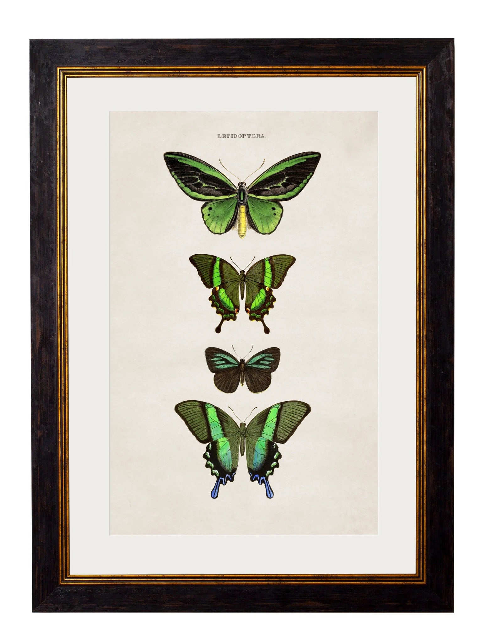 C.1835 BUTTERFLIES - Aurina Ltd