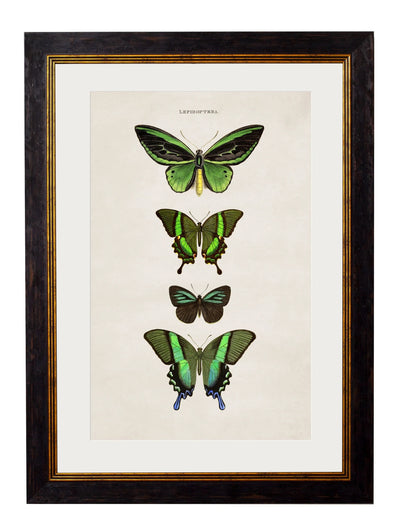 C.1835 BUTTERFLIES - Aurina Ltd