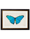 C. 1836 TROPICAL BUTTERFLIES - Aurina Ltd