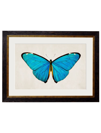 C. 1836 TROPICAL BUTTERFLIES - Aurina Ltd