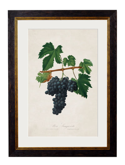 C.1817 Collection of Botanical Grapes - Aurina Ltd