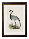 C.1850’s British Wading Birds - Aurina Ltd