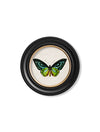 C.1836 TROPICAL BUTTERFLIES ROUND FRAMES - Aurina Ltd