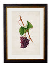 C.1817 Collection of Botanical Grapes - Aurina Ltd