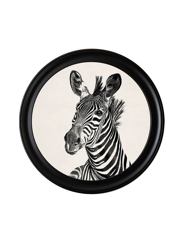 Zebra Illustrations in Round Frame - Light - Aurina Pop UP Ltd