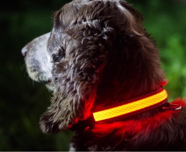 Illuminated Pets Light Up Collar - Aurina Ltd
