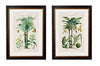 C.1877 Tropical Plants used as Food and Clothing - Aurina Ltd