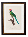 C.1800’s Collection of Parrots - Aurina Ltd