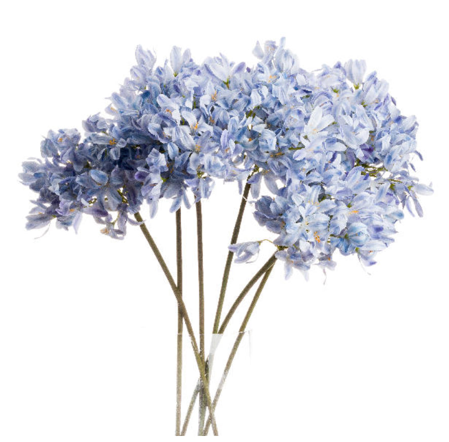 Large Headed Blue Agapanthus - Aurina Ltd