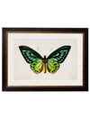 C. 1836 TROPICAL BUTTERFLIES - Aurina Ltd