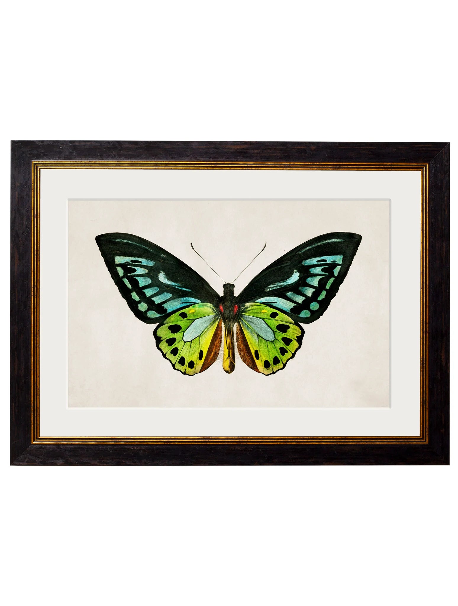 C. 1836 TROPICAL BUTTERFLIES - Aurina Ltd