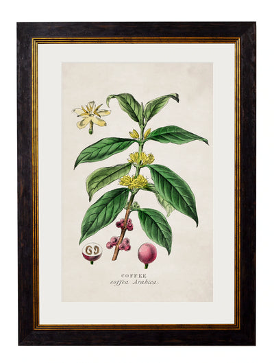 C.1877 Tea, Coffee, and Chocolate Plants - Aurina Ltd