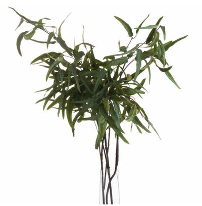 Eucalyptus Nicholii - Aurina Ltd