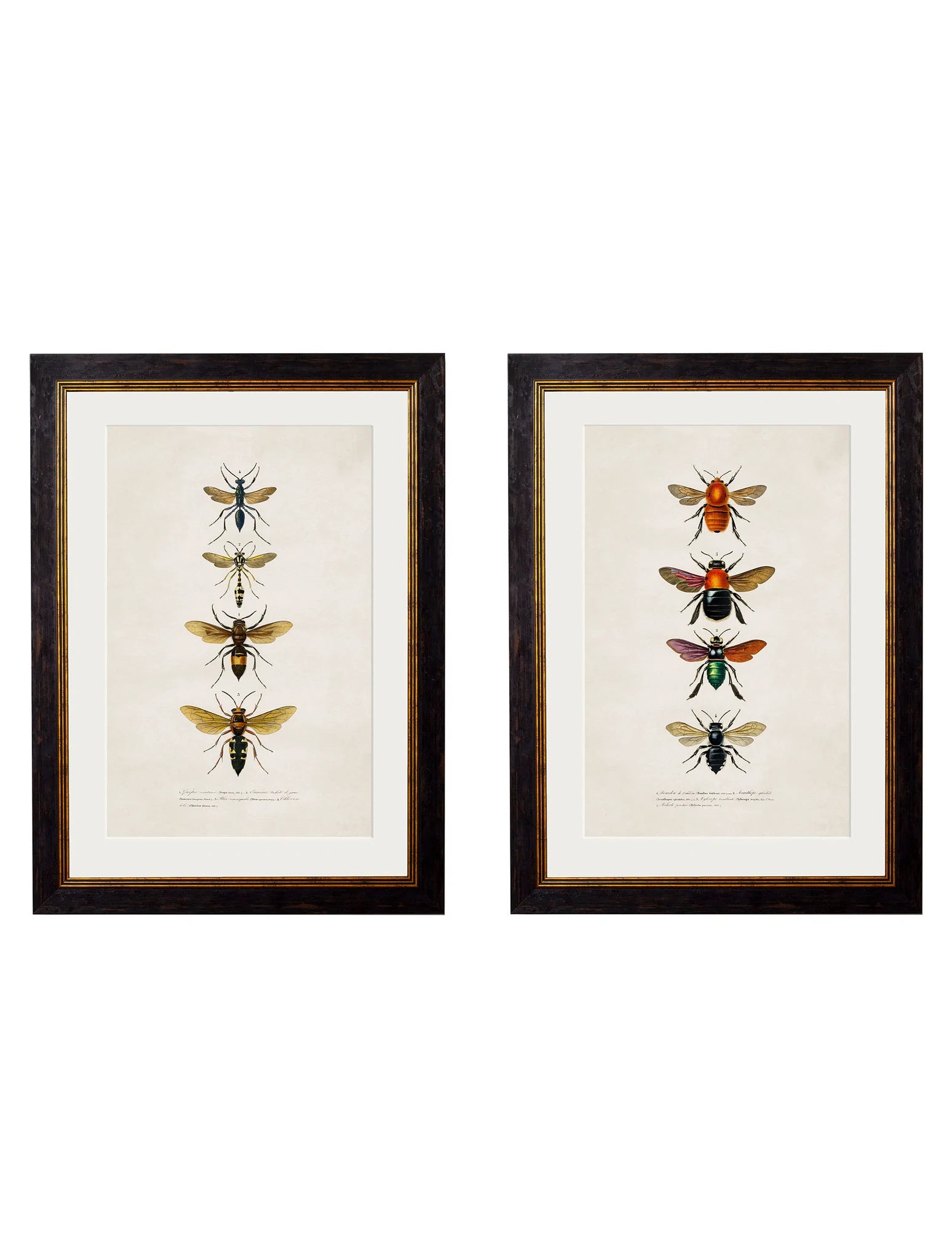 C. 1892 BEES AND WASPS - Aurina Ltd