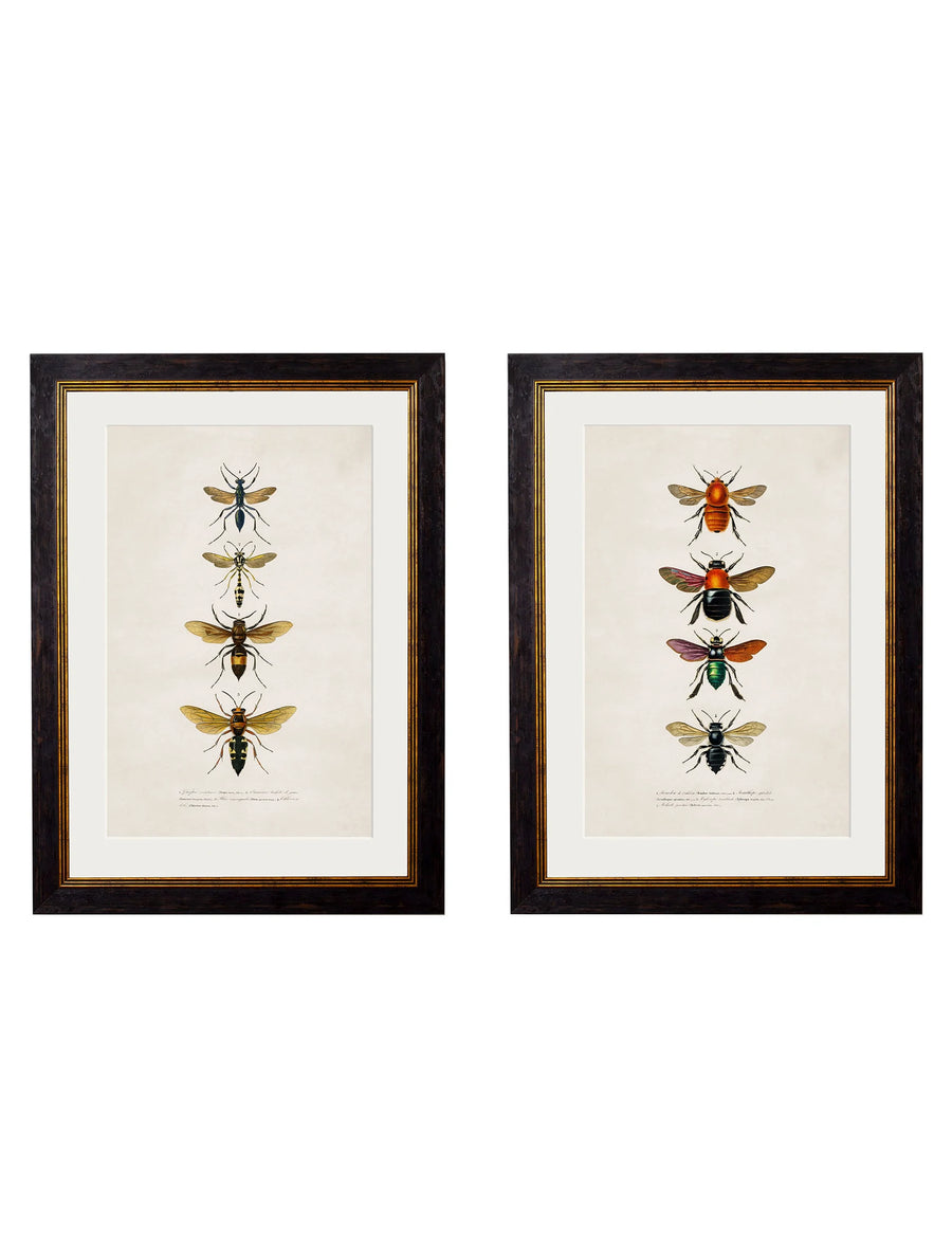 C. 1892 BEES AND WASPS - Aurina Ltd