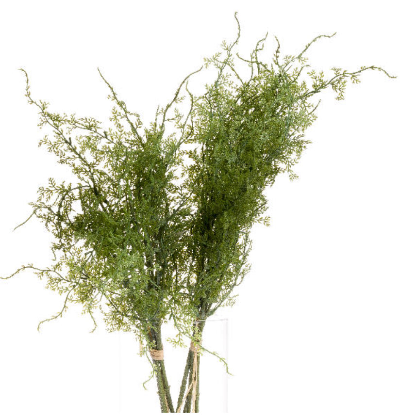 Asparagus Fern Bunch - Aurina Ltd