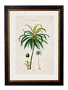 C.1843 Studies of South American Palm Trees - Aurina Ltd