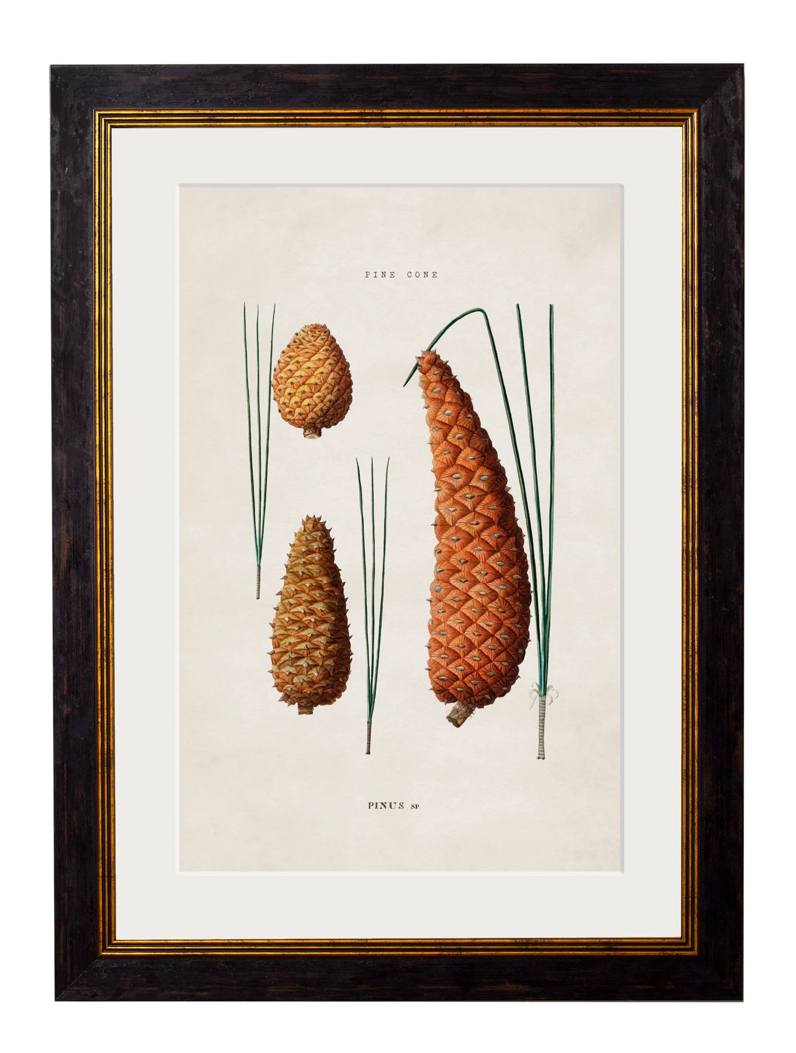 C.1819 Study of British Leaves and Pine Cones - Aurina Ltd
