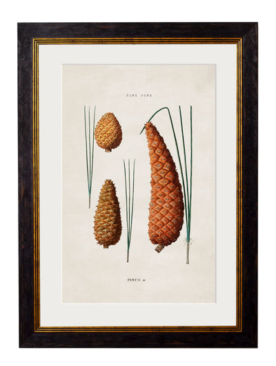 C.1819 Study of British Leaves and Pine Cones - Aurina Ltd