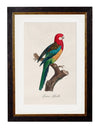 C.1800’s Collection of Parrots - Aurina Ltd