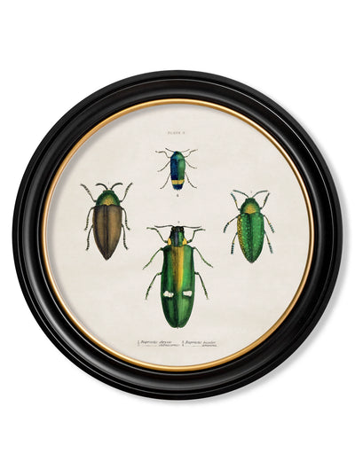 C. 1836 BEETLE PLATES ROUND FRAMES - Aurina Ltd